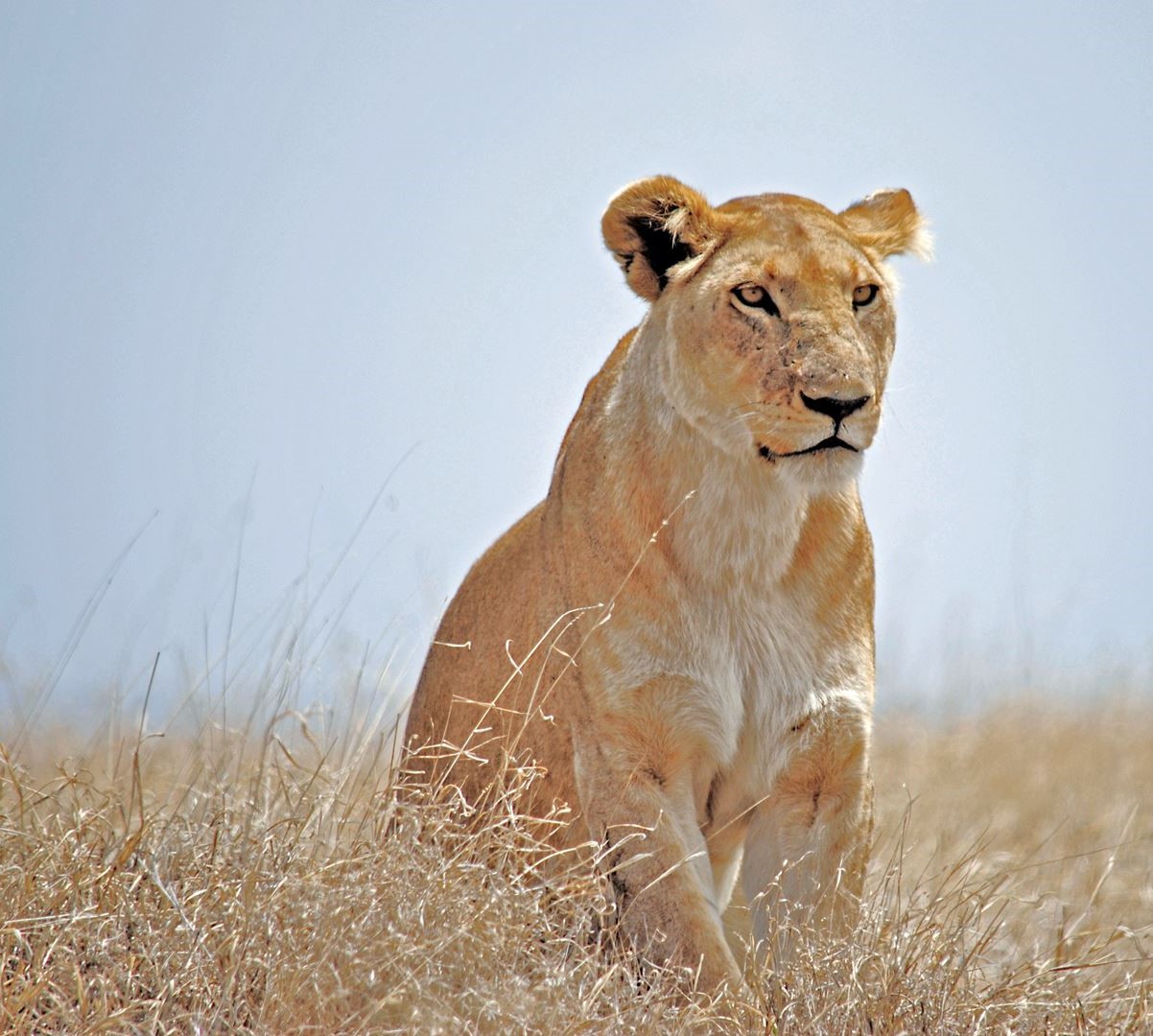 2 Days Tanzania Safari Royal Tour to Tarangire and Lake Manyara